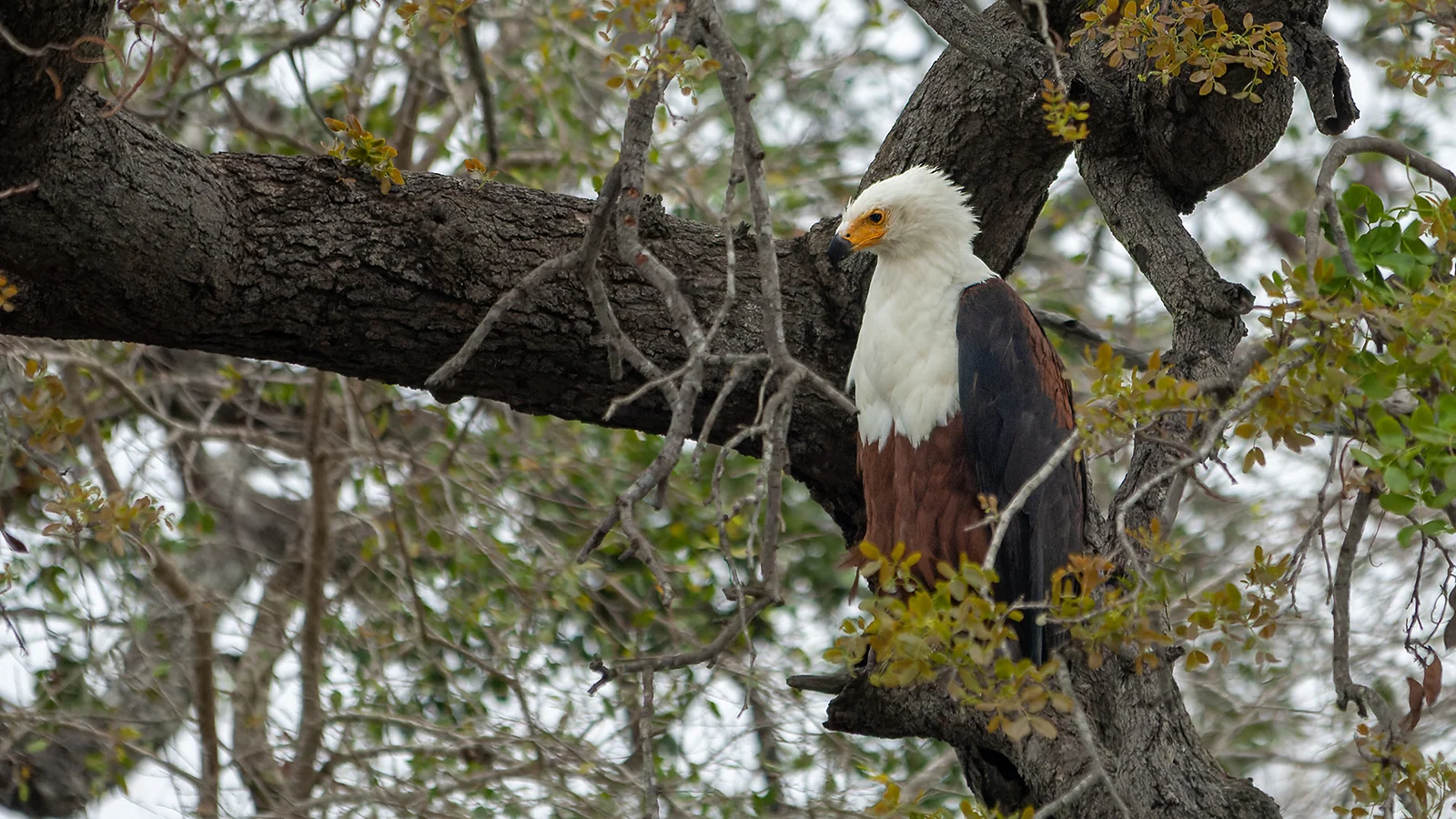 African Fish Eagle (Haliaeetus vocifer)