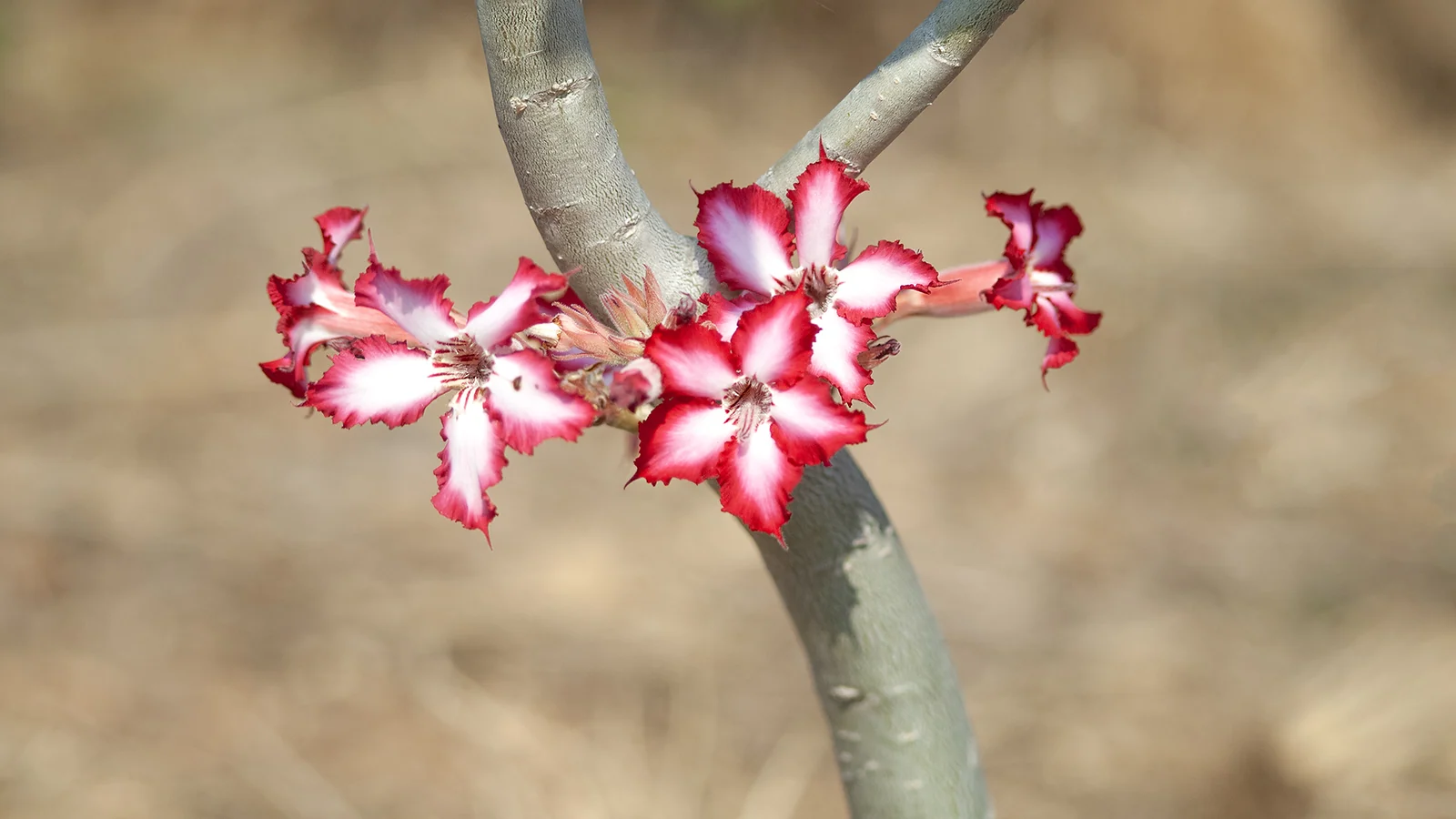 Impala Lily (Adenium multiflorum)