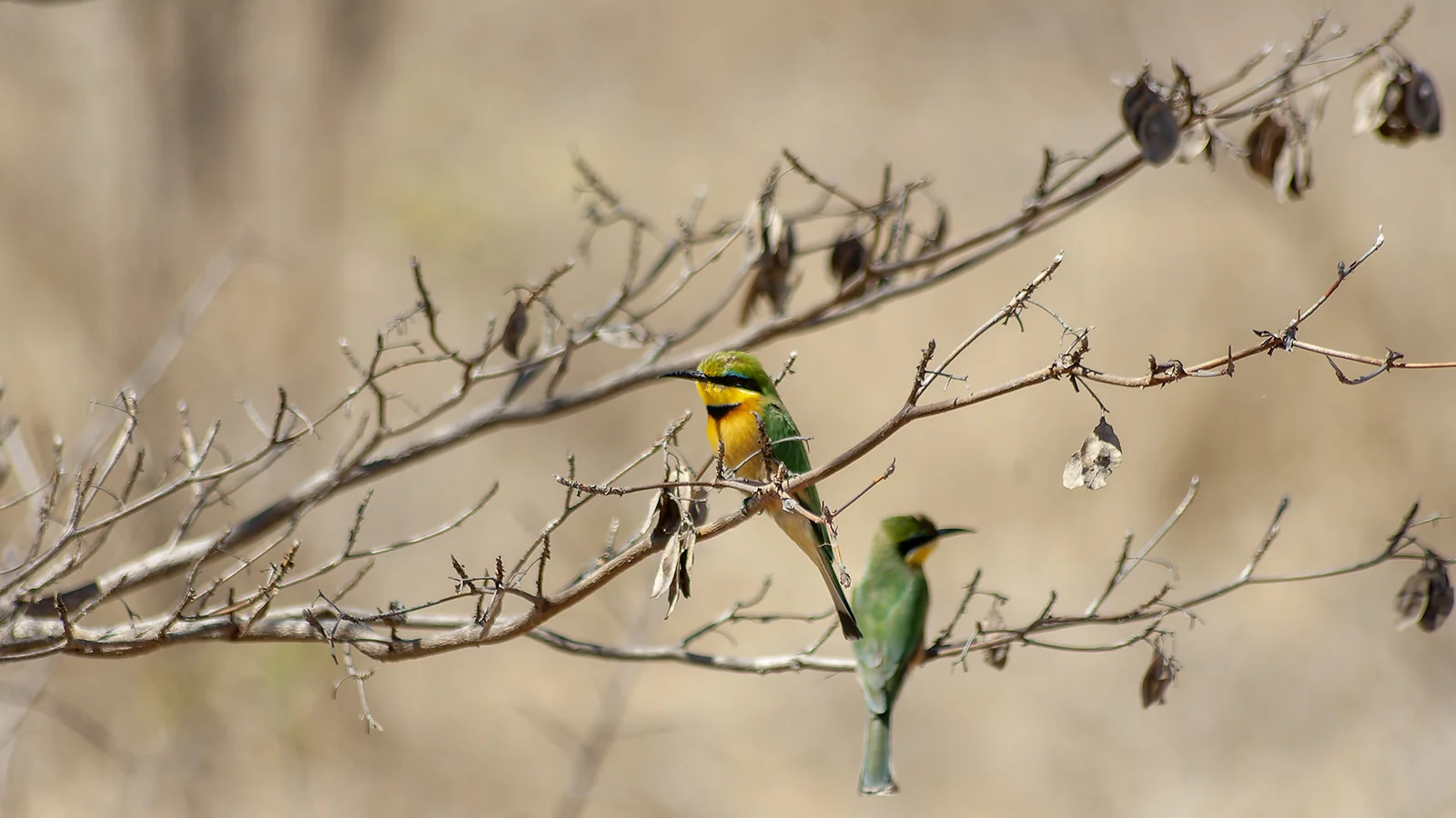 Little bee-eater (Merops pusillus)
