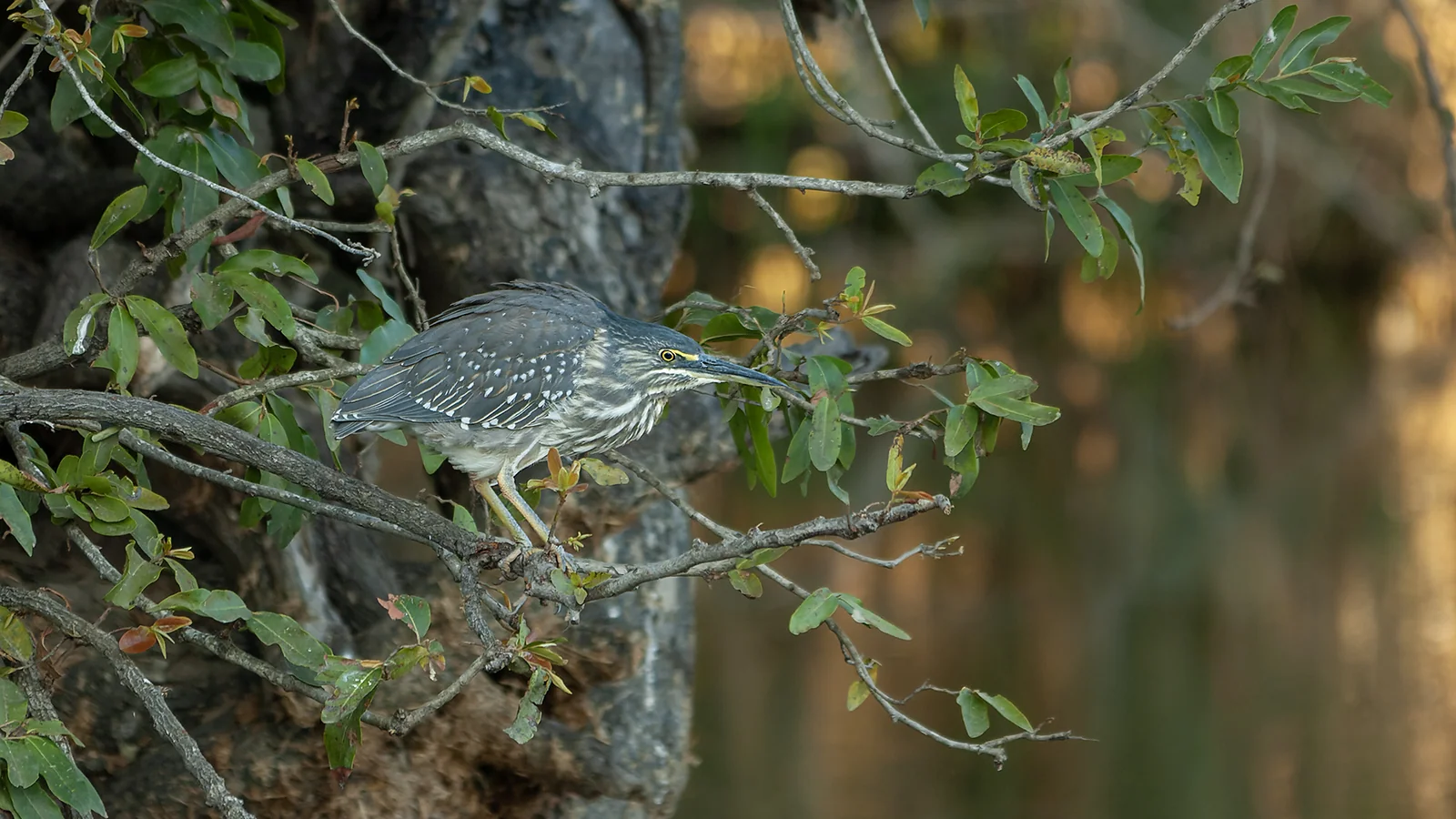 Striated heron (Butorides striata)