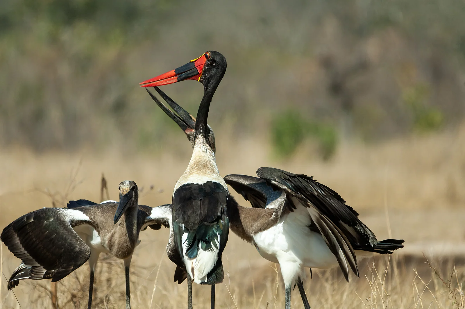 Saddle-billed stork (Ephippiorhynchus senegalensis)