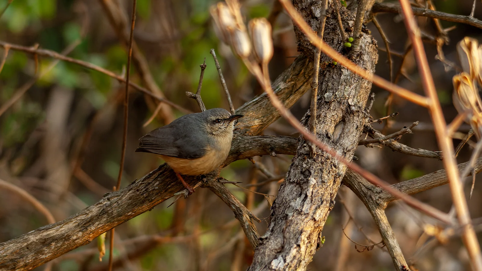 Long-billed Crombec (Sylvietta rufescens)
