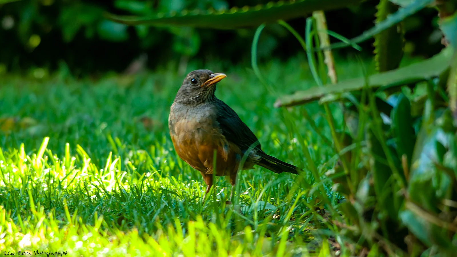 Olive thrush (Turdus olivaceus)