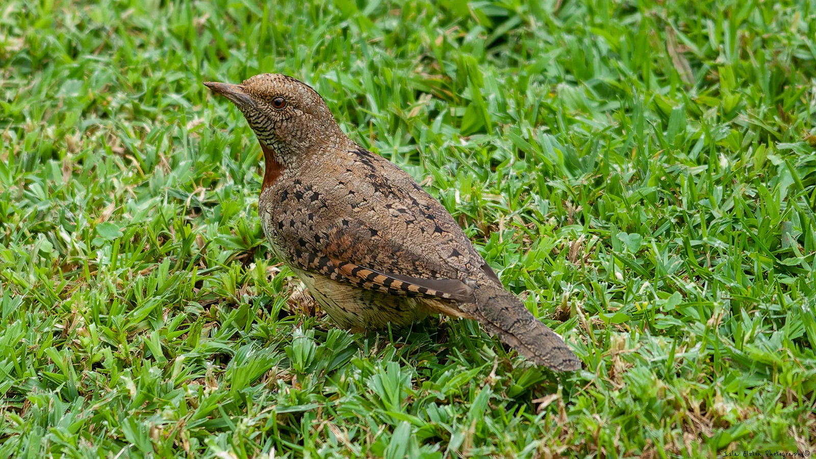 Red-throated wryneck (Jynx ruficollis)