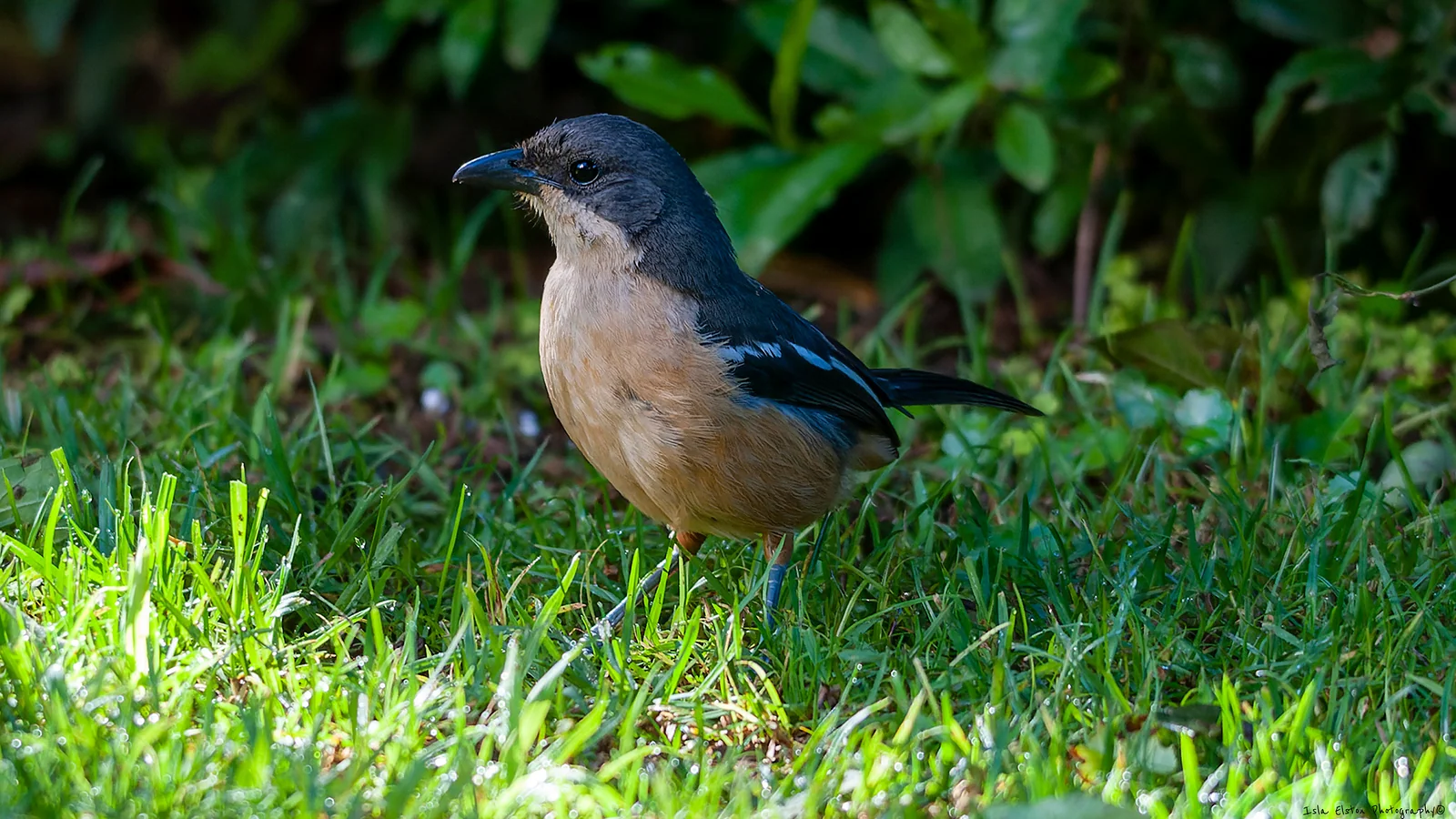 Southern Boubou (Laniarius ferrugineus)